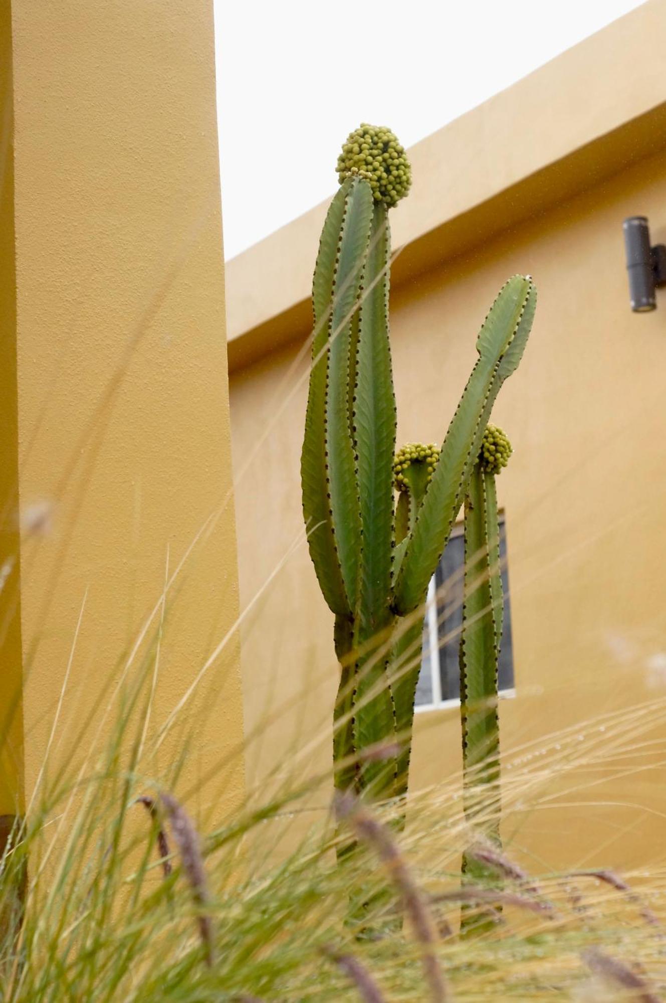 אנסנאדה Cozy, Quiet & Pet Friendly Gated Patio Studio מראה חיצוני תמונה